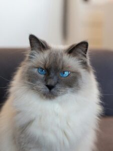 Cobalt Ragdoll