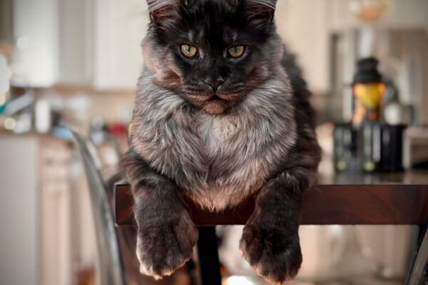 Maine Coon Cat: