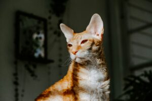 Cornish Rex