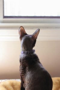 Cornish Rex Mix