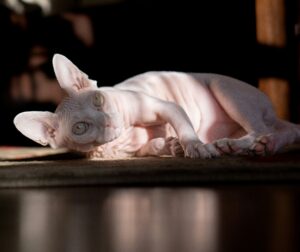 Devon Rex Longhair