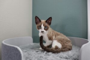 Devon Rex cat