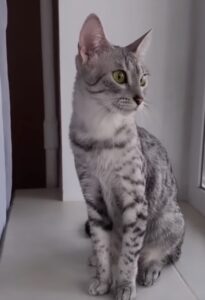 Egyptian Mau