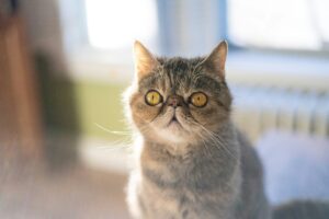 Exotic Shorthair