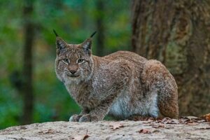 Himalayan Lynx