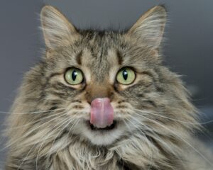 Himalayan Tabby