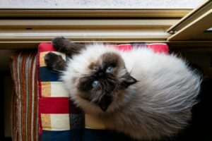 Himalayan cat