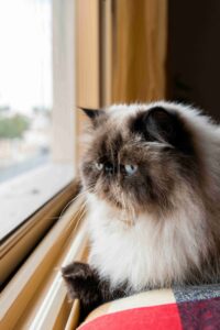 Himalayan cat 