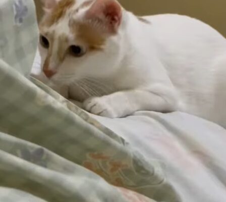 Japanese Bobtail