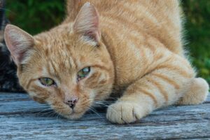 Kurilian Bobtail