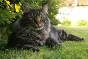 Maine Coon