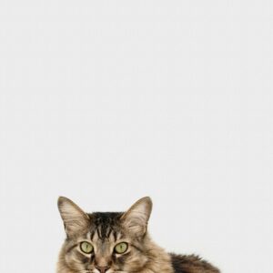 Maine Coon Mix