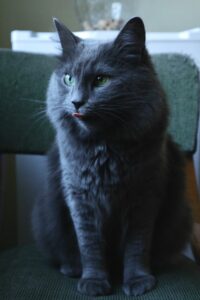 Nebelung