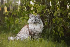 Norwegian Forest Cat 