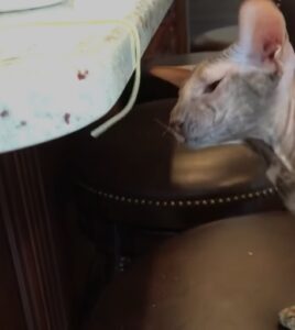 Peterbald