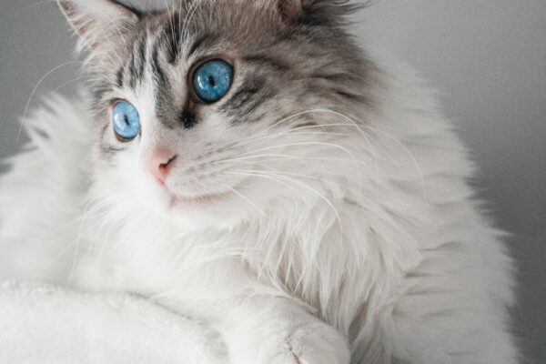 Ragdoll cat