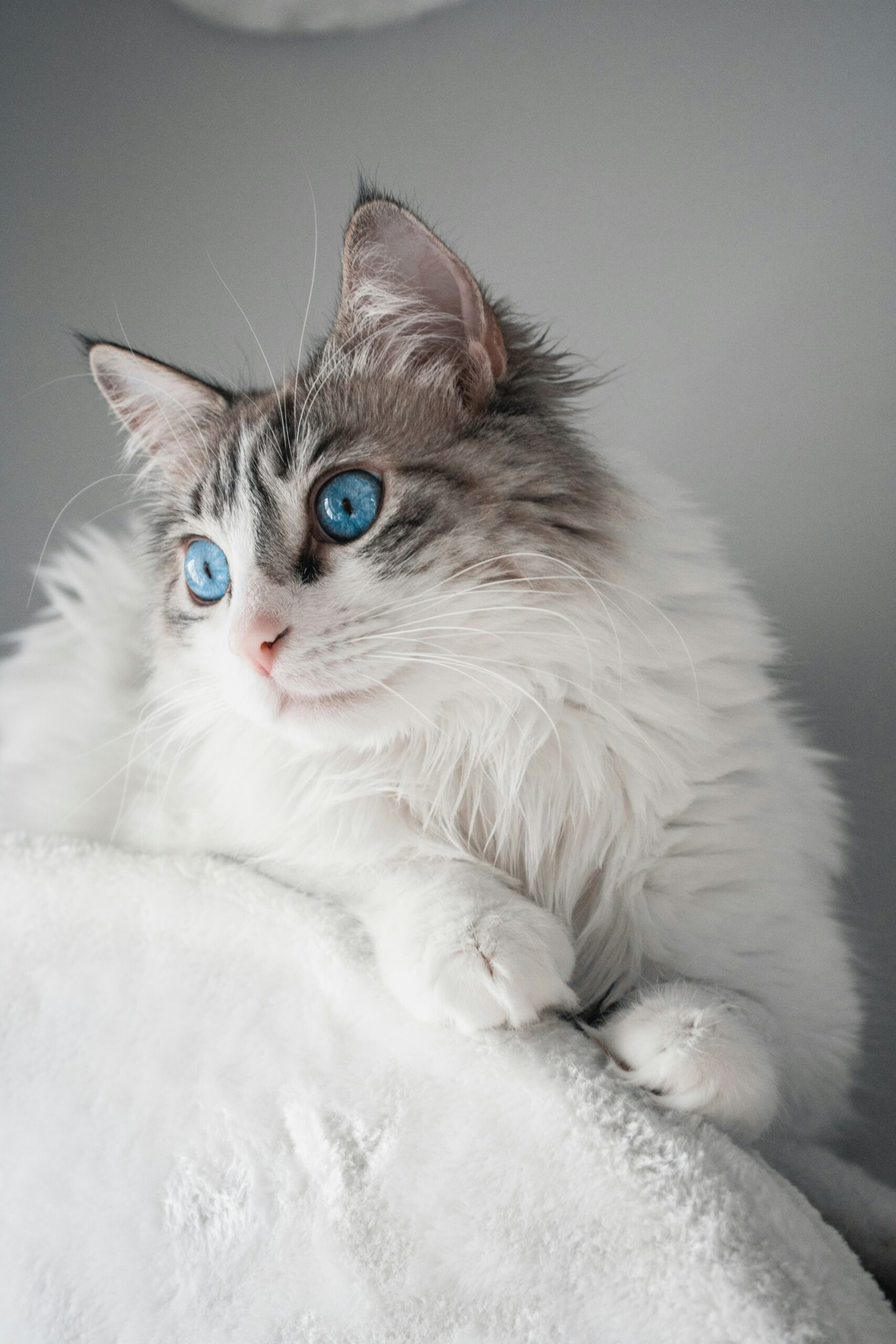 Ragdoll cat