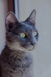 Russian Blue Longhair