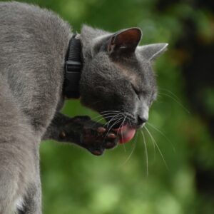 Russian Blue Mix