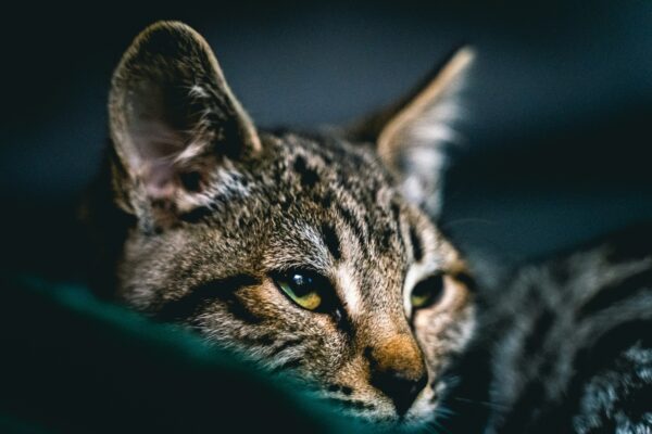 Savannah Cat: Discover the Wild Traits of This Unique Breed