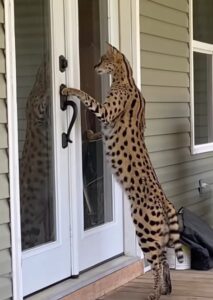 Savannah cat