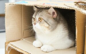 Scottish Fold Longhair