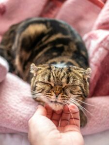 Scottish Fold cat