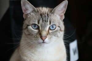 Siamese Tabby