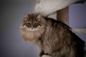 Siberian cat 