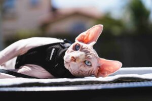 Sphynx cat 