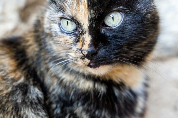 Tortie Cat