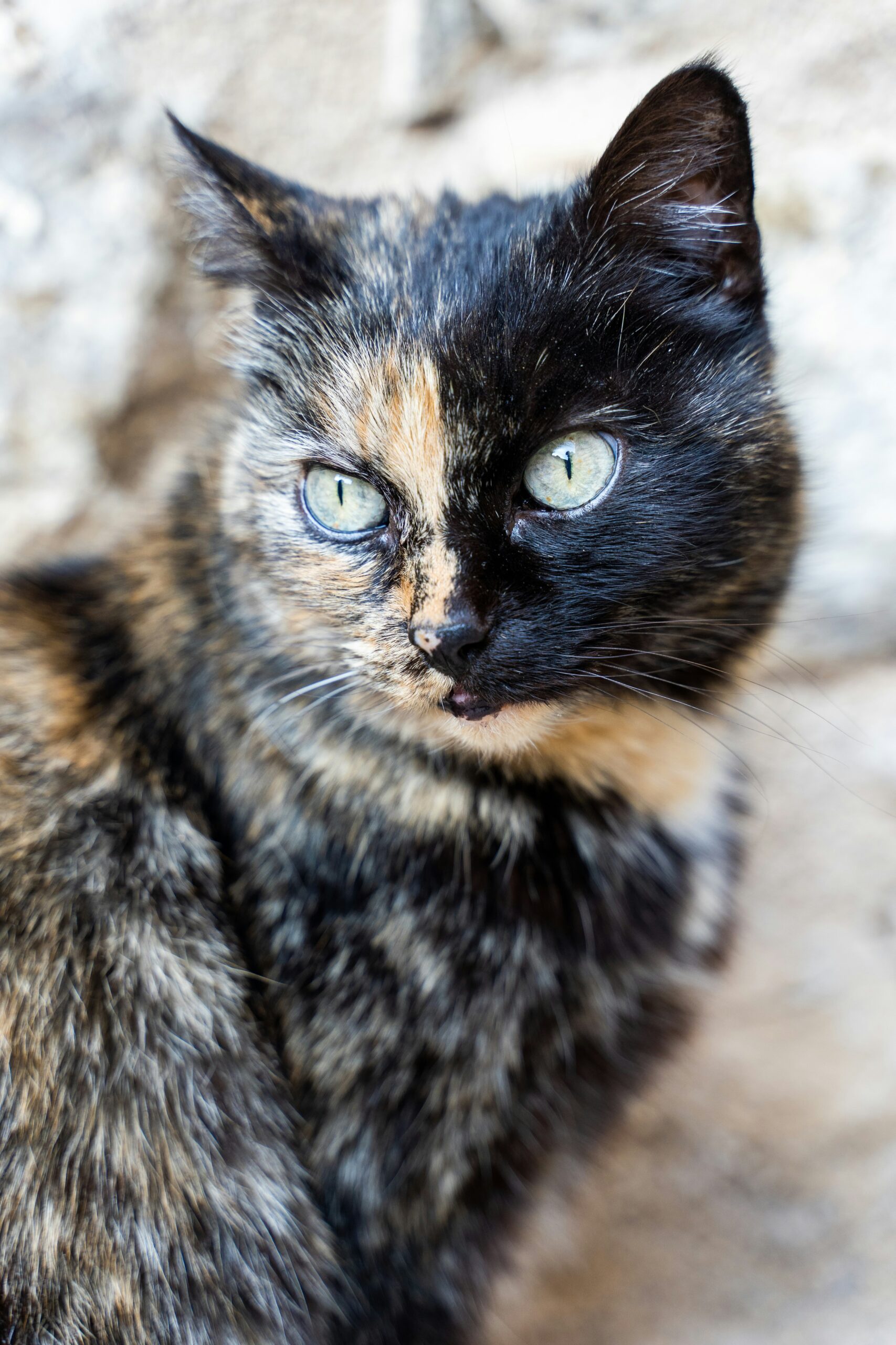 Tortie Cat