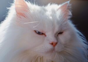 Turkish Angora