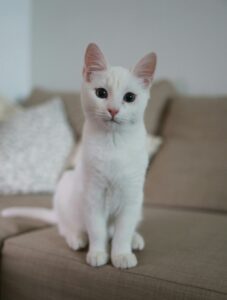 Turkish Shorthair cat