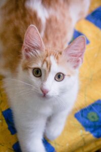 Turkish Van