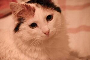 Turkish Van Mix