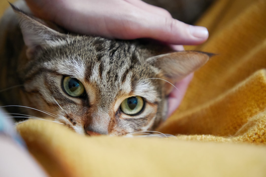 a street cat named bob