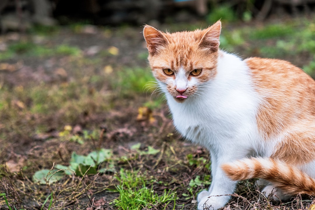 a street cat named bob