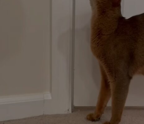 Abyssinian Cat: Exploring the Traits of a Smart and Energetic Breed