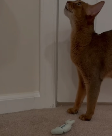 Abyssinian Cat: Exploring the Traits of a Smart and Energetic Breed