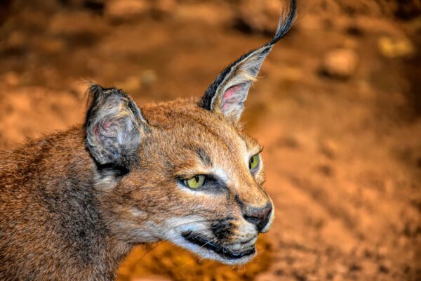 african wildcat min