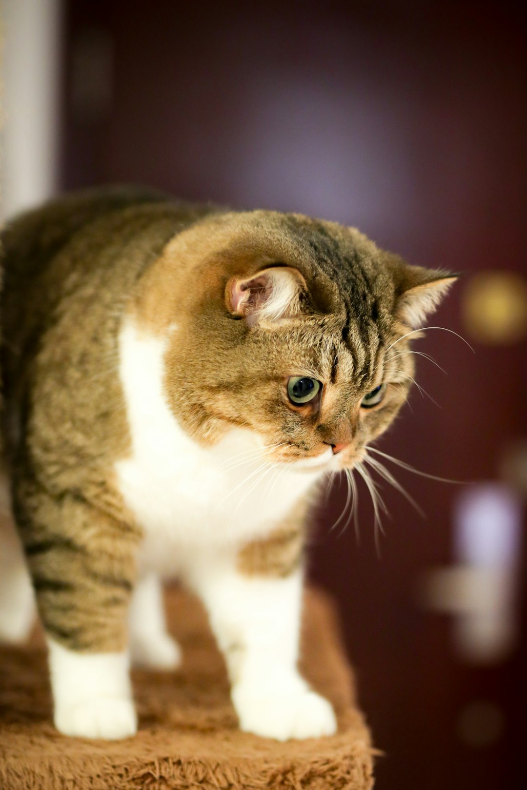 Orange tabby kittens