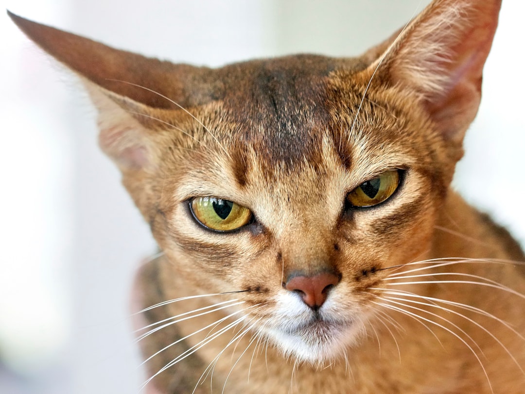 Orange tabby kittens