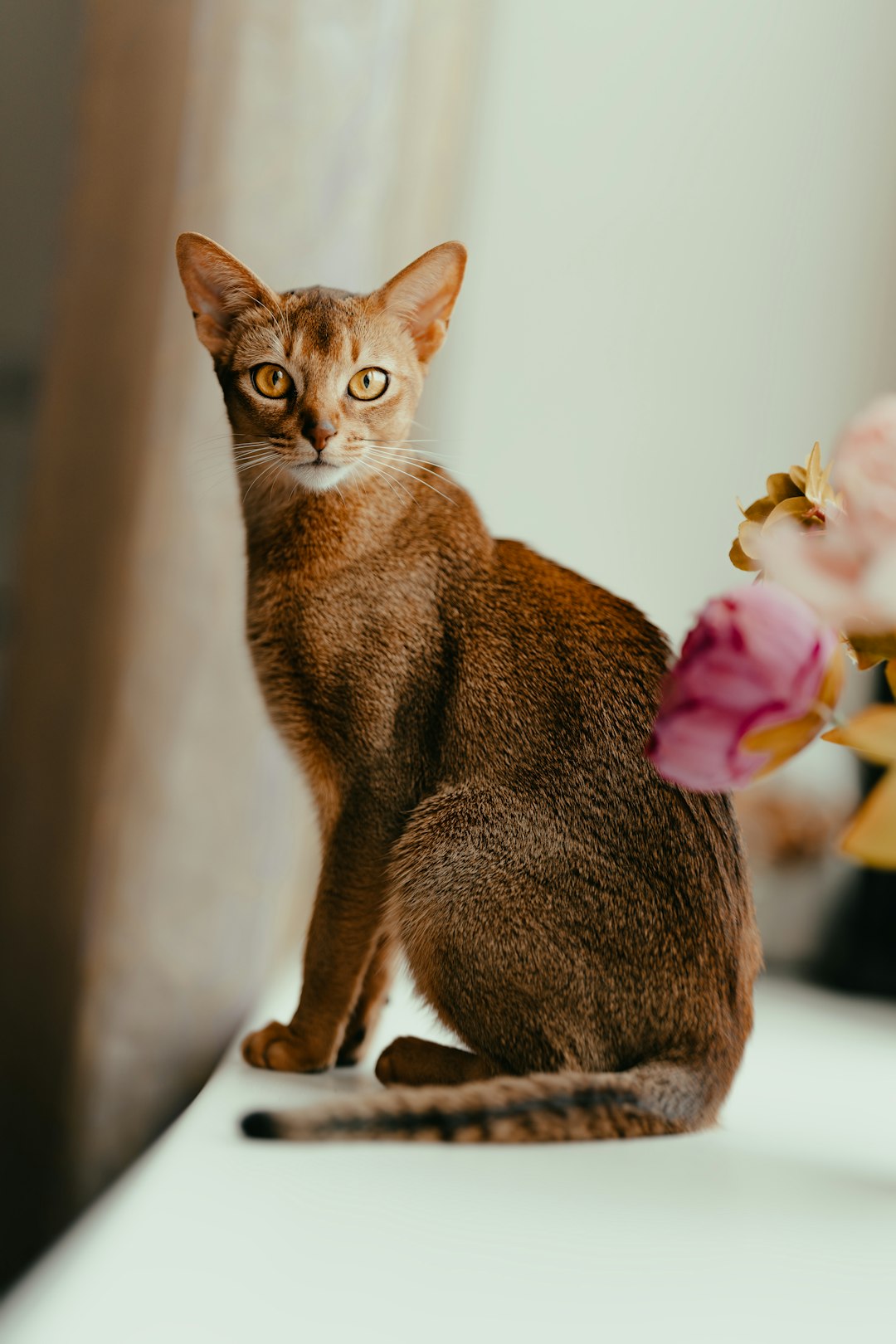 curly hair cat