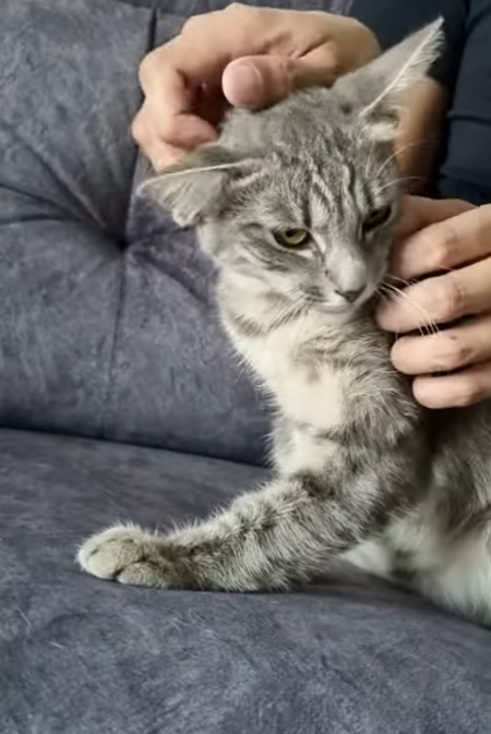 american curl cat