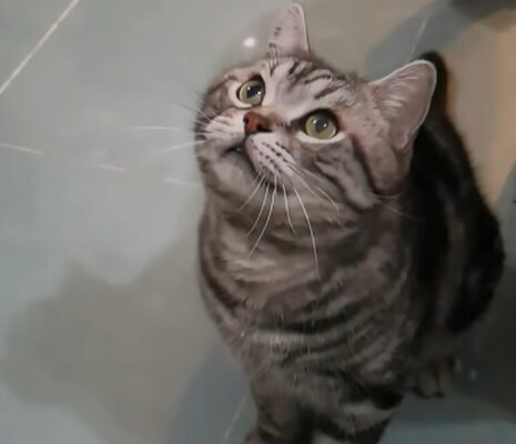 american shorthair