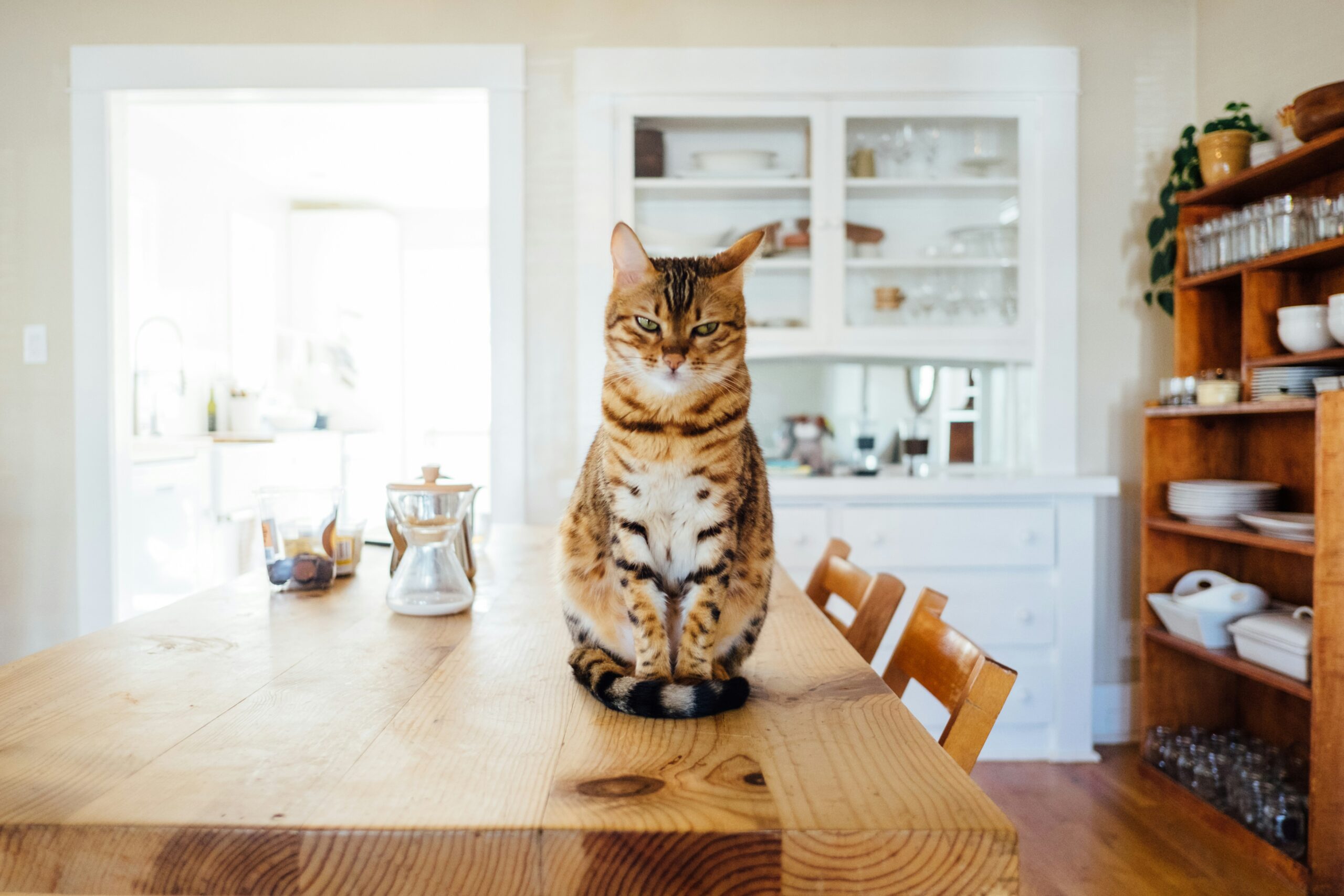 american wirehair cat