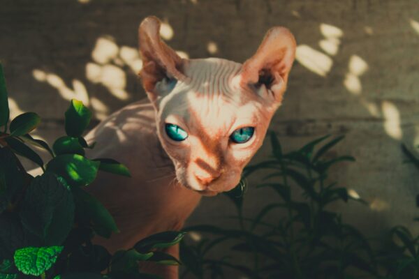 bald cat