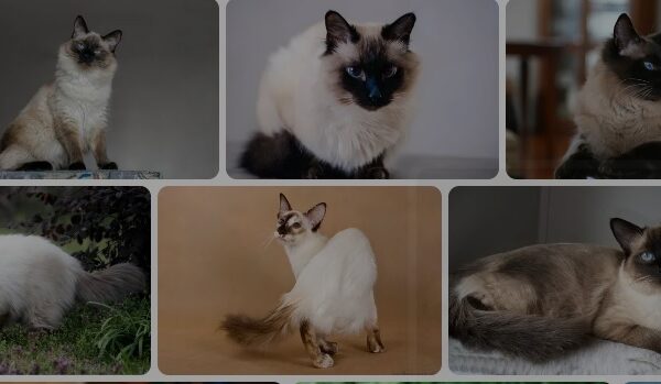 balinese cat for sale