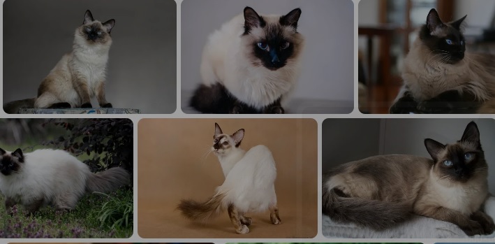 balinese cat for sale